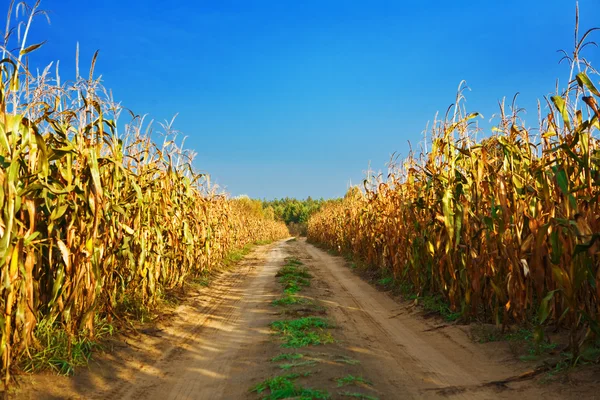 Дорога на кукурузном поле — стоковое фото