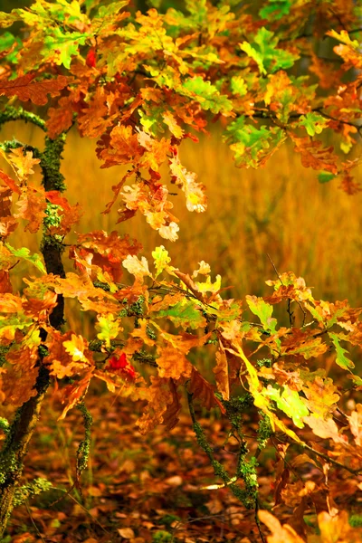 Pequeño roble de otoño — Foto de Stock