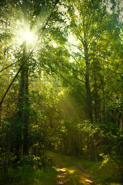 Sunrise in forest — Stock Photo, Image