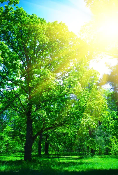 Kesän metsä lähikuva — kuvapankkivalokuva
