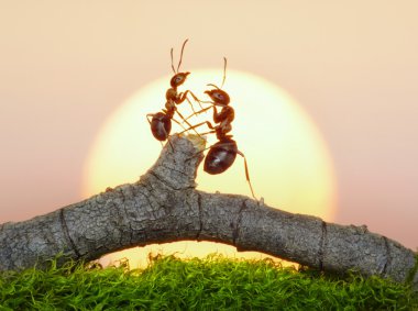 günbatımı üzerinde iki karınca