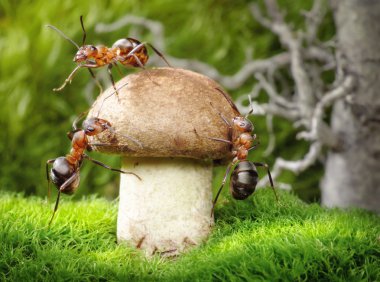 Team of ants mushrooming clipart