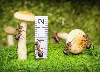Team of ants harvesting and measuring mushrooms clipart