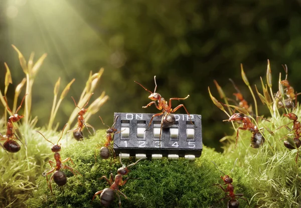 Ants play music on microchip, fairytale — Stock Photo, Image