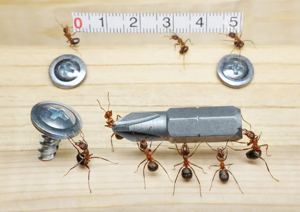 Team of ants measures with ruler and carries screwdriver to screw, teamwork — Stock Photo, Image