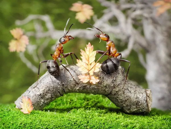 Formigas no banco no parque, conto de fadas — Fotografia de Stock