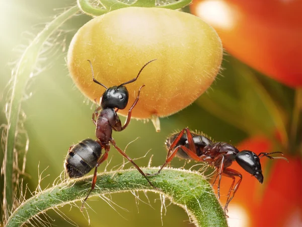 Mieren controleren tomaten in achtergrondverlichting — Stockfoto
