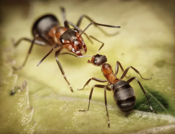 Żołnierz i pracownik mrówki, niebezpieczeństwo — Zdjęcie stockowe