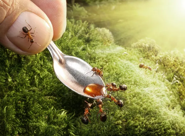 Human feeding ants — Stock Photo, Image