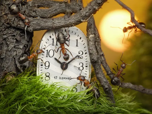 Team of ants adjusting time on clock, fantasy — Stock Photo, Image