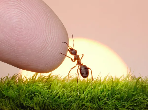 Humano, naturaleza y hormiga - dedo de la amistad — Foto de Stock
