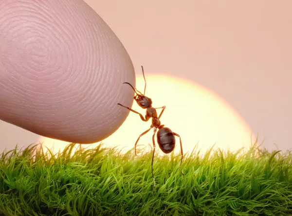 Mens, natuur en ant - vinger van vriendschap — Stockfoto