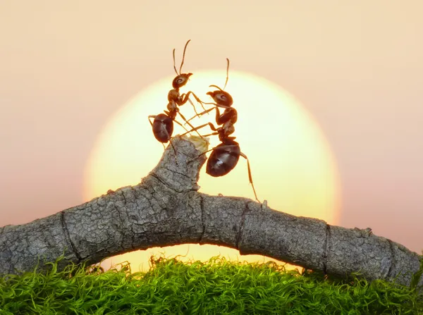 Два муравья на закате — стоковое фото