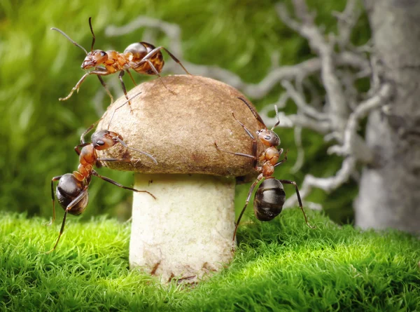 Équipe de fourmis champignon — Photo