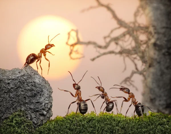 Equipe de formigas, conselho, decisão coletiva — Fotografia de Stock