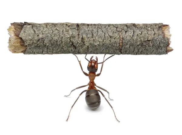 Mrówka pracownik gospodarstwa dziennika, na białym tle — Zdjęcie stockowe