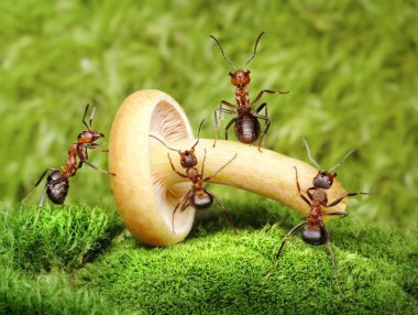 Team of ants work with mushroom, teamwork clipart