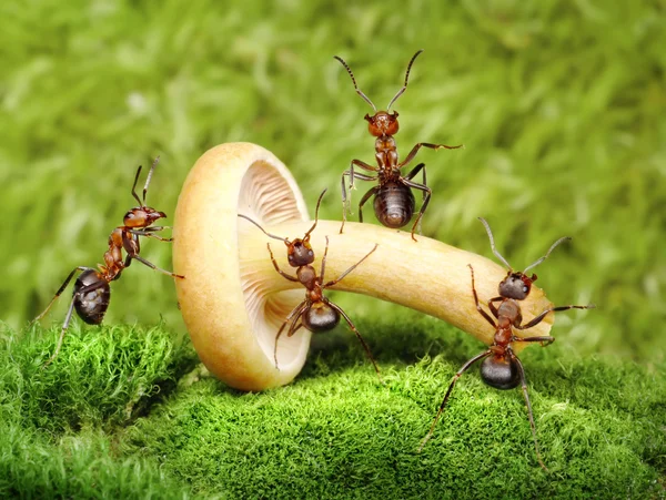 Equipe de formigas trabalha com cogumelo, trabalho em equipe — Fotografia de Stock