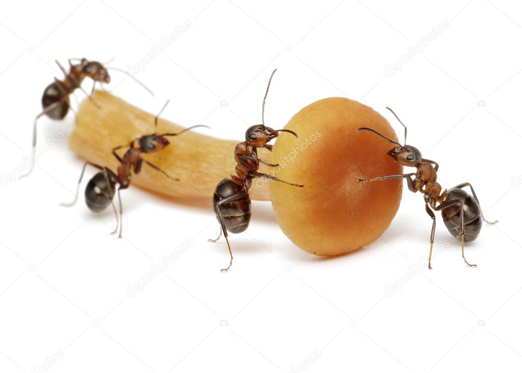 Team of ants work with mushroom, teamwork, isolated