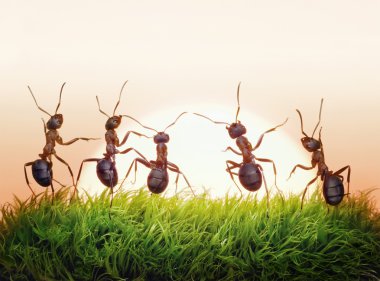 Team of ants on sunrise, joy of life, concept clipart
