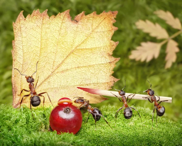 En blanco, equipo de hormigas escribiendo postal — Foto de Stock