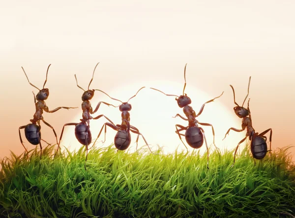 Equipo de hormigas al amanecer, alegría de la vida, concepto —  Fotos de Stock