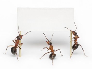 Team of ants holding blank, placard or billboard clipart