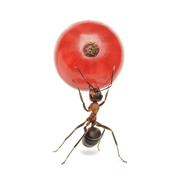 Ant holding red currant, isolated — Stock Photo, Image