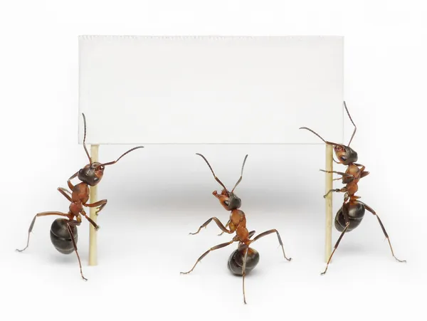 Команда муравьев держит пустые, плакат или рекламный щит — стоковое фото
