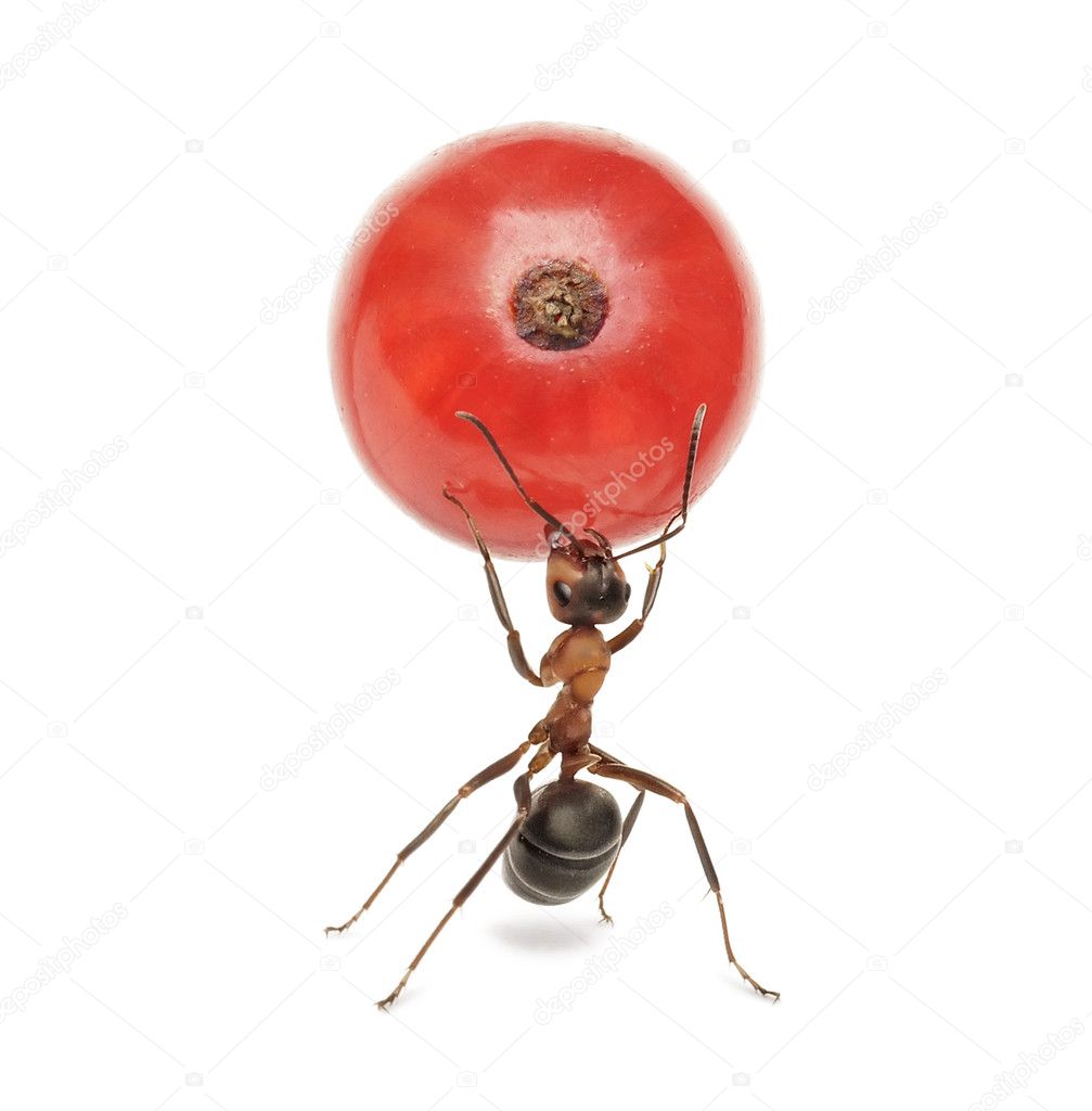 Ant holding red currant, isolated