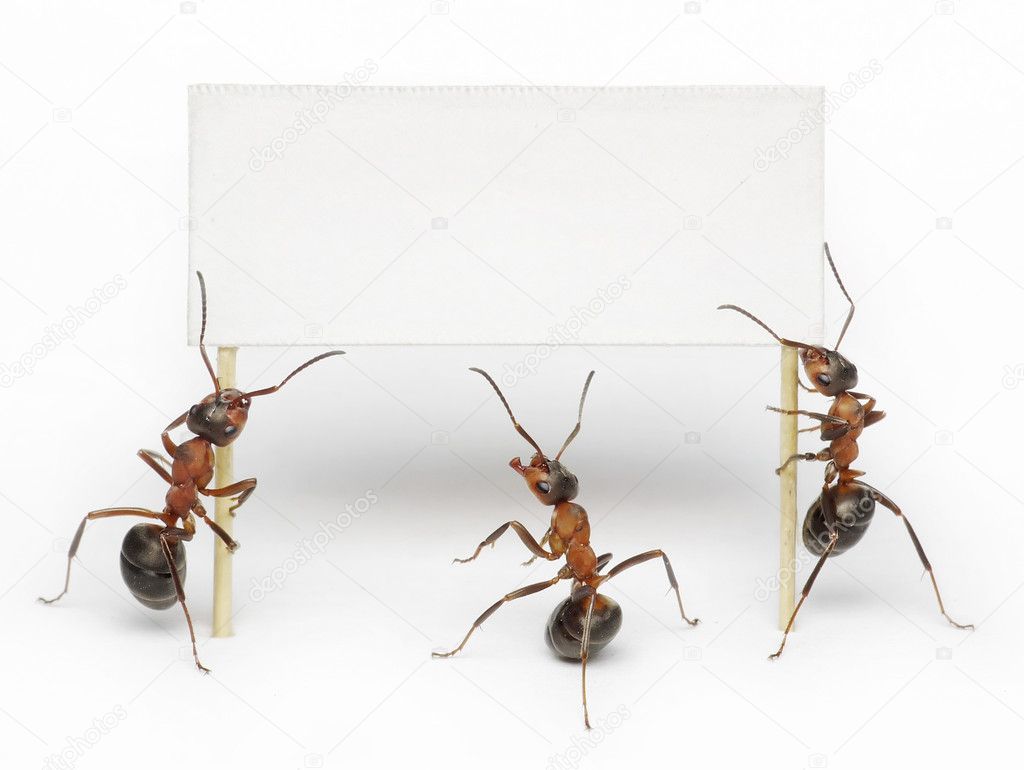 Team of ants holding blank, placard or billboard