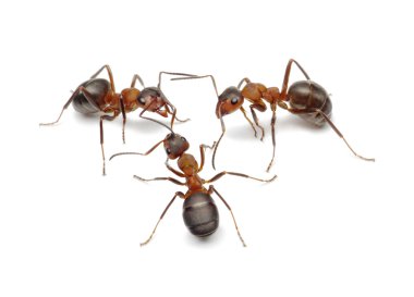 Ants connecting with antennas to create network for decide problem or make clipart