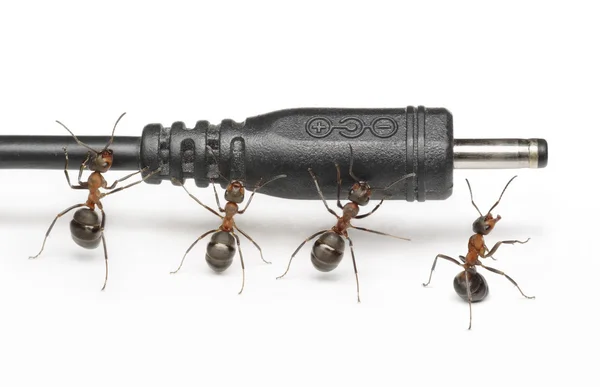 Team di formiche lavora con connessione alla spina del telefono cellulare, lavoro di squadra — Foto Stock