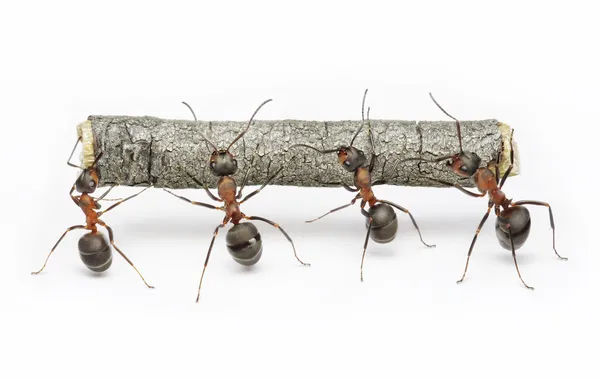 Equipe de formigas trabalha com log, trabalho em equipe — Fotografia de Stock