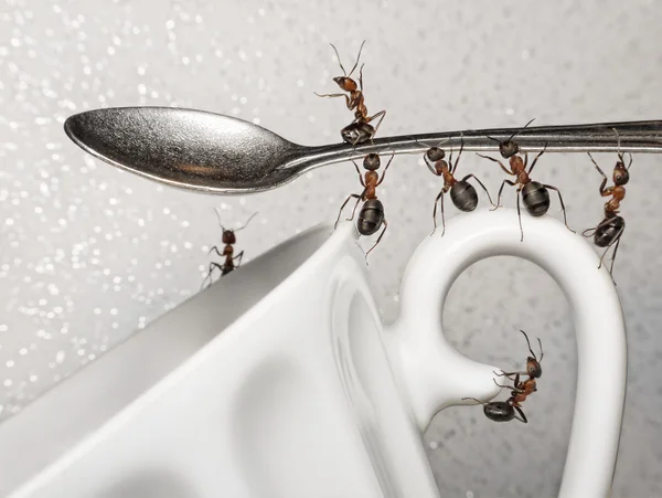 Έχετε ένα διάλειμμα, η ομάδα των μυρμηγκιών και κουτάλι πάνω από το φλιτζάνι καφέ — Φωτογραφία Αρχείου