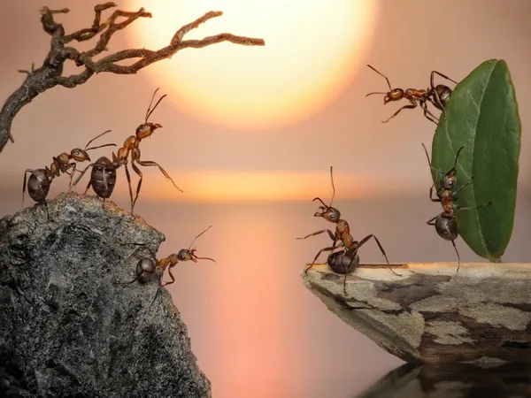 Team of ants sailing back home, fantasy — Stock Photo, Image