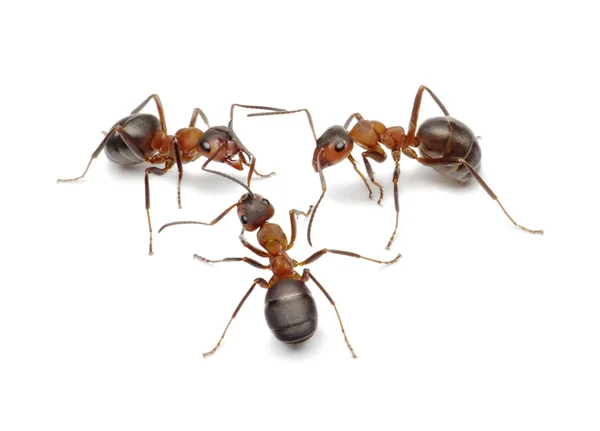 Formigas conectando-se com antenas para criar rede para decidir problema ou fazer — Fotografia de Stock