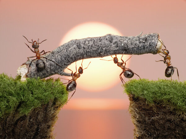 Картина, постер, плакат, фотообои "команда муравьёв строит мост над водой на восходе солнца — стоковое фото", артикул 5370917