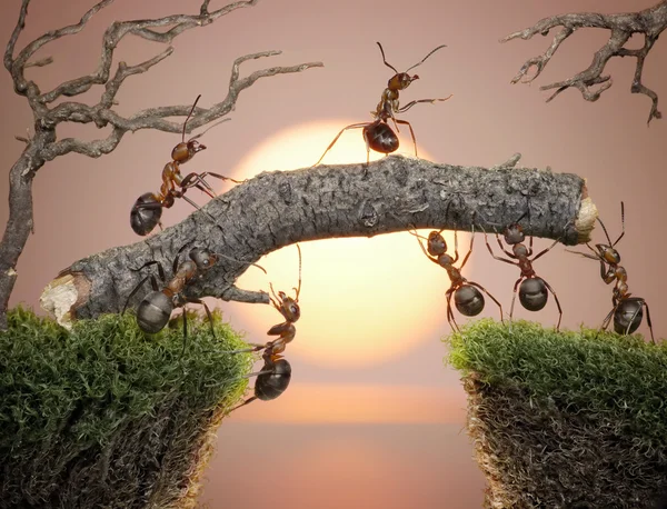 Команда муравьёв строит мост над водой на восходе солнца — стоковое фото