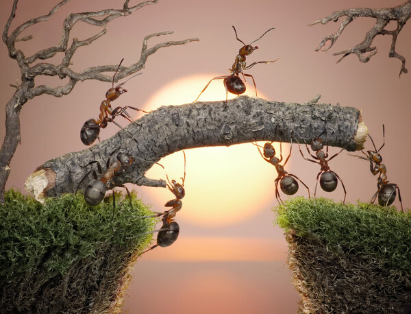 Team of ants constructing bridge over water on sunrise