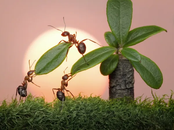 Команда муравьёв работает с пальмовыми листьями — стоковое фото