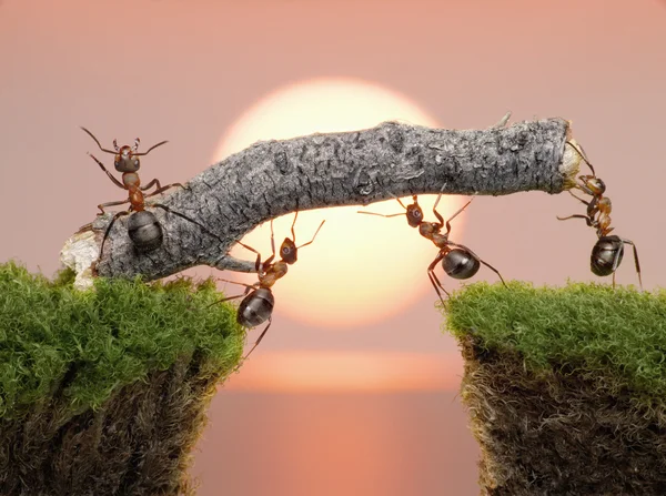 Team av myror konstruera bron över vatten på sunrise Royaltyfria Stockbilder