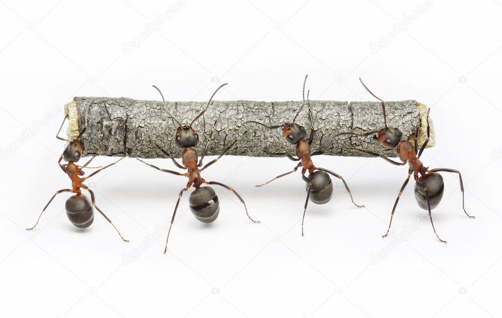 Team of ants work with log, teamwork