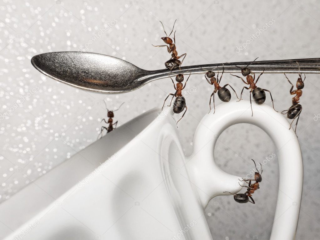 Have a break, team of ants and spoon over coffee cup