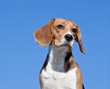 Mavi gökyüzü arka plan üzerinde köpek beagle-av köpeği