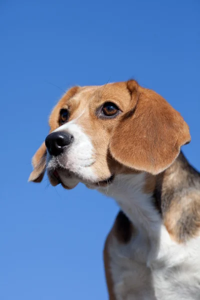 Hund beagle på blå himmel bakgrund — Stockfoto
