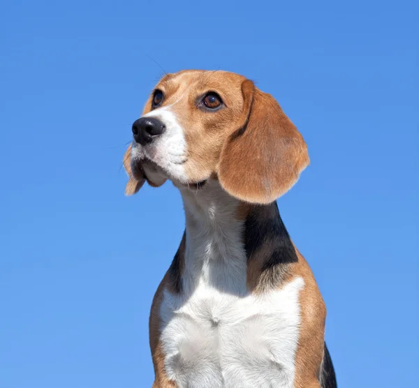 Mavi gökyüzü arka plan üzerinde köpek beagle — Stok fotoğraf