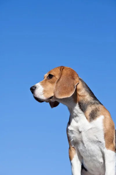 Perro beagle sobre fondo azul cielo —  Fotos de Stock