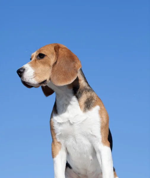 Hund beagle på blå himmel bakgrund — Stockfoto