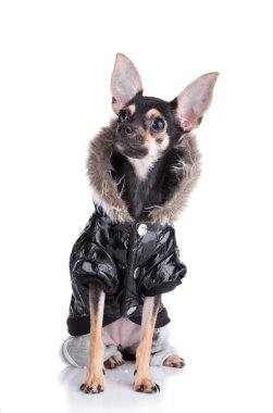 Dog of fashion clipart